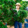 Une personne cueille des fruits