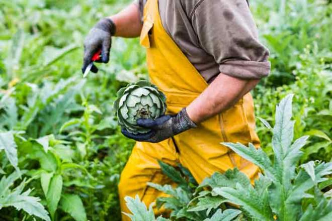 Découvrir les secteurs en Bretagne Mains tenant un artichaud dans un champ