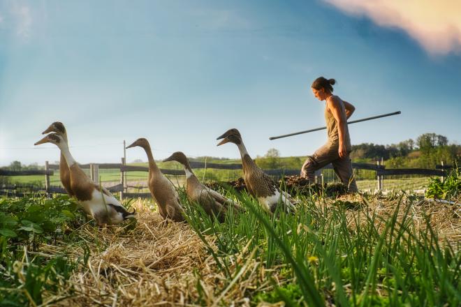Le Wwoofing, un moyen de tester le quotidien d’une ferme Une personne en Wwoofing dans une ferme